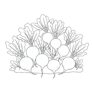 coloriage Radis à imprimer pdf