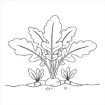 coloriage Radis pour bebe a imprimer