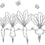 coloriage Radis à imprimer pour enfant de 3 ans
