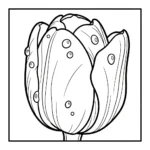Tulipe