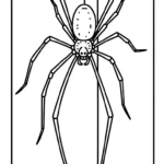 coloriage Araignée updated a dessiner et imprimer