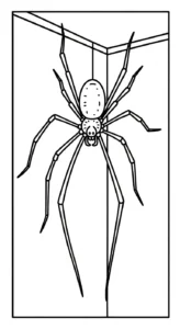 coloriage Araignée updated a dessiner et imprimer