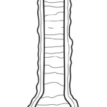 coloriage Araignée updated à imprimer pour enfant de 6 ans