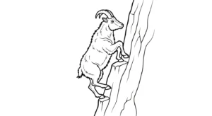 coloriage Chèvre de pour enfants