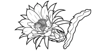 coloriage Fruit du Dragon à imprimer pour enfant de 4 ans