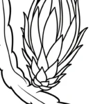 coloriage Fruit du Dragon a dessiner en ligne