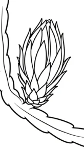 coloriage Fruit du Dragon a dessiner en ligne