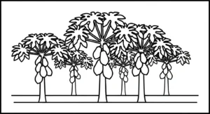coloriage Papayer à imprimer pdf