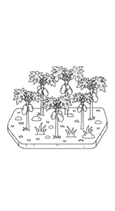coloriage Papayer pour enfants a imprimer gratuit