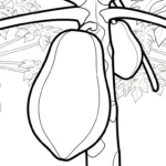 coloriage Papayer gratuit pour enfants