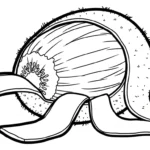 coloriage kiwi à imprimer gratuitement
