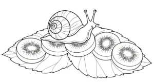 coloriage kiwi pour enfants a imprimer