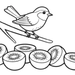 coloriage kiwi et apprentissage