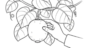 coloriage kiwi pour enfant de 4 ans