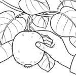 coloriage kiwi à imprimer pour enfant de 9 ans