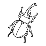 Coleoptera