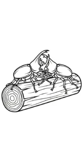 coloriage Coleoptera à imprimer pour enfant de 8 ans