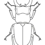 image de coloriage Coleoptera pour enfant