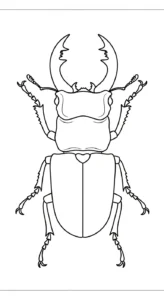 image de coloriage Coleoptera pour enfant
