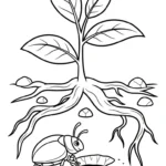 coloriage Coleoptera pour bebe a imprimer