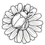 coloriage Coleoptera pour enfant gratuit