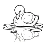 coloriage Cygne d