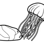 coloriage Méduse à imprimer gratuit