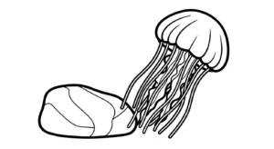 coloriage Méduse à imprimer gratuit