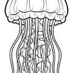 coloriage Méduse et dessins