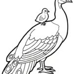 coloriage Paon a imprimer gratuit