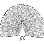 coloriage Paon et dessin a imprimer