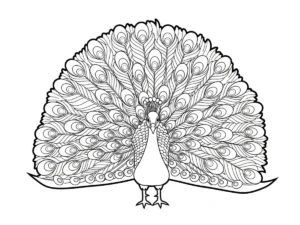 coloriage Paon et dessin a imprimer