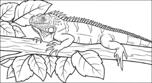 coloriage Iguane a imprimer pour enfant de 4 ans