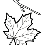 coloriage Feuille d’Érable à imprimer pour enfants