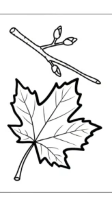 coloriage Feuille d’Érable à imprimer pour enfants