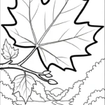 coloriage Feuille d’Érable à imprimer pour enfant de 12 ans