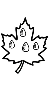 coloriage Feuille d’Érable à imprimer pour enfant de 4 ans