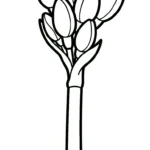 coloriage Jonquille gratuit