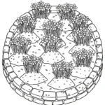 coloriage Jonquille pour enfant de 10 ans