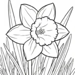 coloriage Jonquille et dessins
