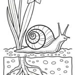 coloriage Jonquille à imprimer pour enfant de 7 ans
