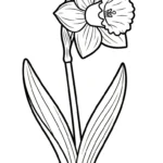 coloriage Jonquille et dessin a imprimer
