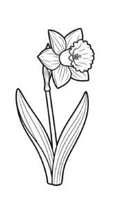 coloriage Jonquille et dessin a imprimer