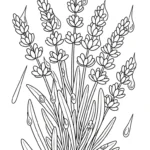 télécharger coloriage Lavande gratuit