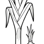 coloriage Oignon a imprimer gratuit