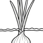 coloriage Oignon pour enfant de à imprimer