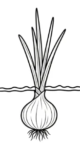 coloriage Oignon pour enfant de à imprimer