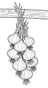 coloriage Oignon à imprimer pour enfants