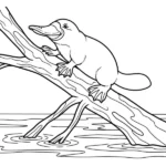 Ornithorynque