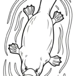 coloriage Ornithorynque pour enfant de 6 ans